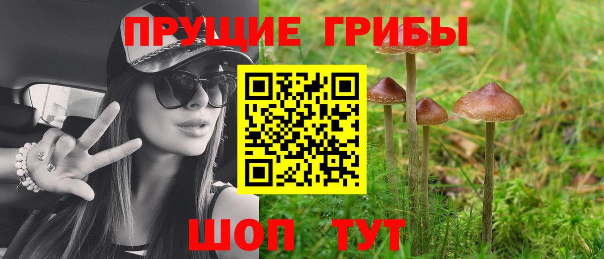 Псилоцибиновые грибы GOLDEN TEACHER Осинники